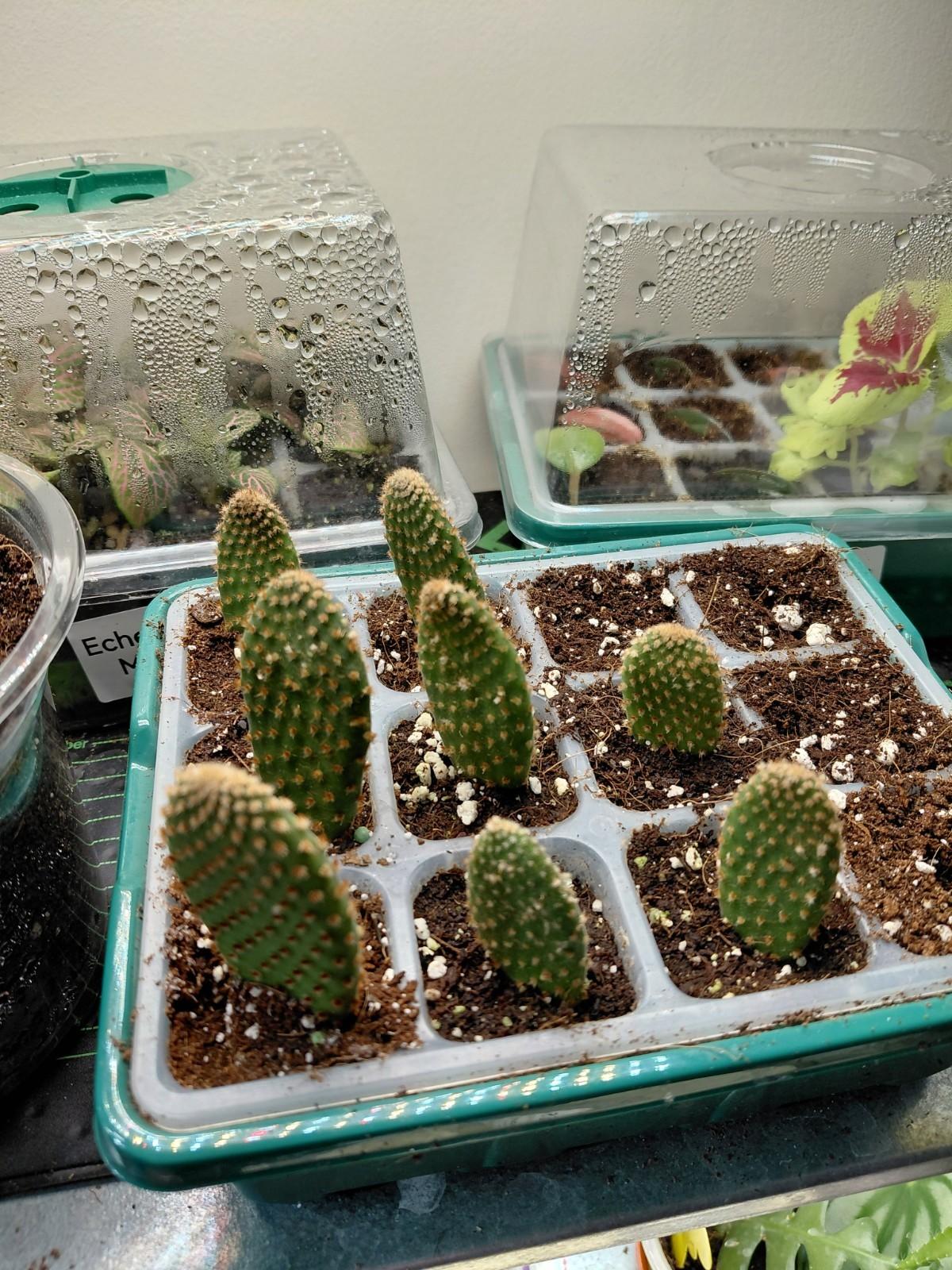 Optunia Rufida - 1x Mini Plug - Prickly Pear - Easy Care Fast Growing Cactus 🌵