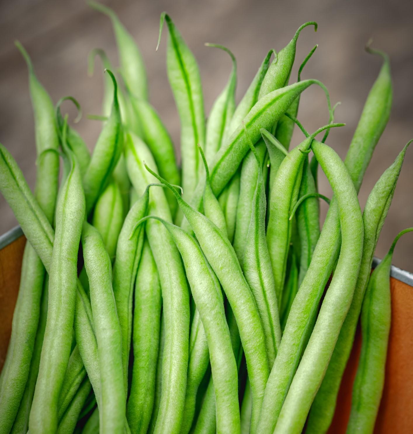 Dwarf French Bean Slenderette - 2x Plug Plants - Disease Resistant