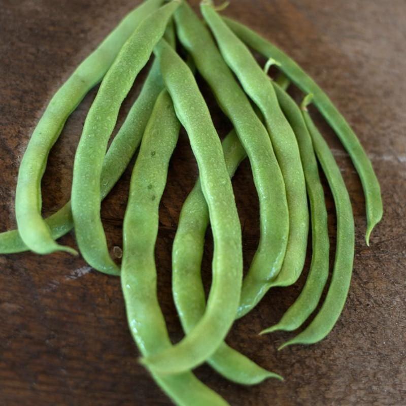 2x Climbing Pole Bean ‘Kentucky Wonder’ Plug Plants – Heirloom, Rust Resistant,