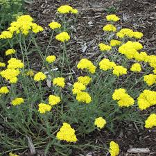 Moonshine Yarrow (Achillea), 1 gallon