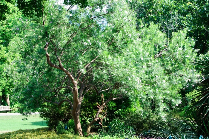 Desert Willow Sweet Bubba 5 Gal