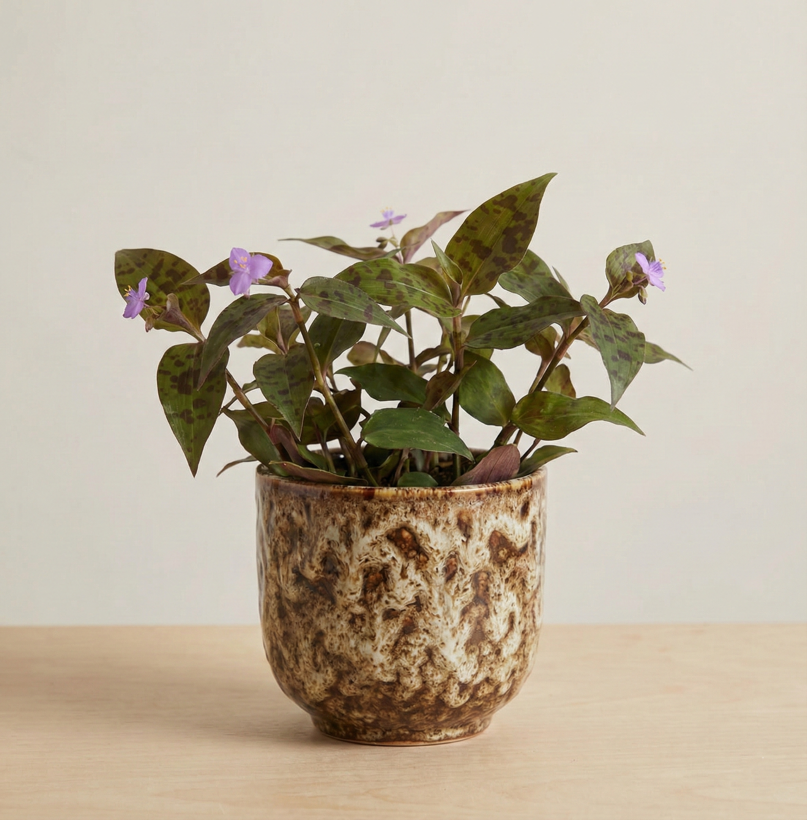 2x Tinantia Pringlei - Mini Plug Plant Houseplant - Rare Unusual Plant