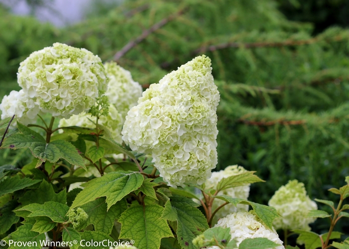 Hydrangea Gatsby Pink 1 Gal