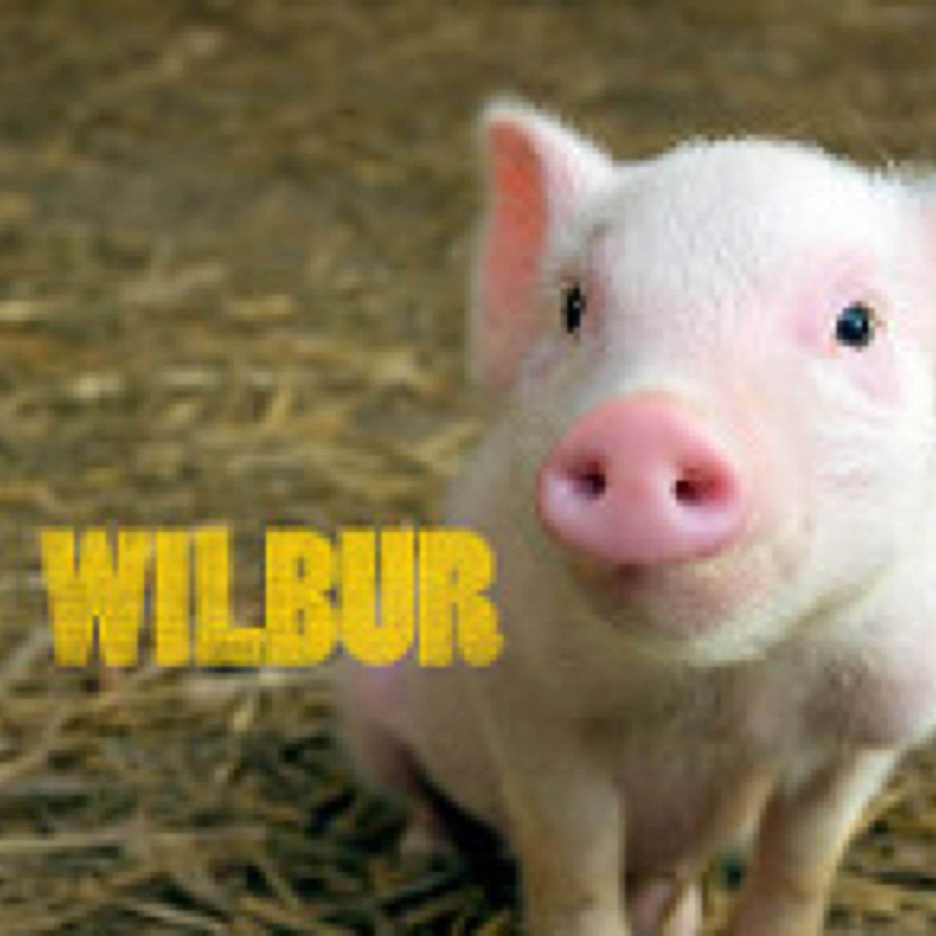 #22 Wilbur