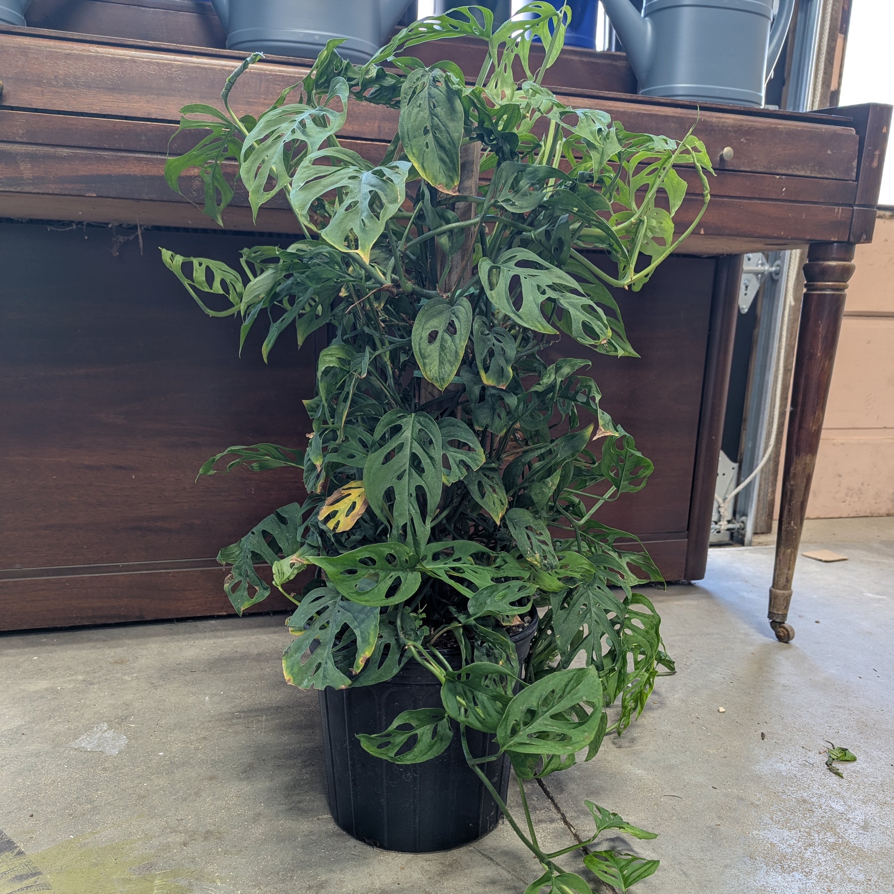 Monstera 'Esqueleto', 8" Totem