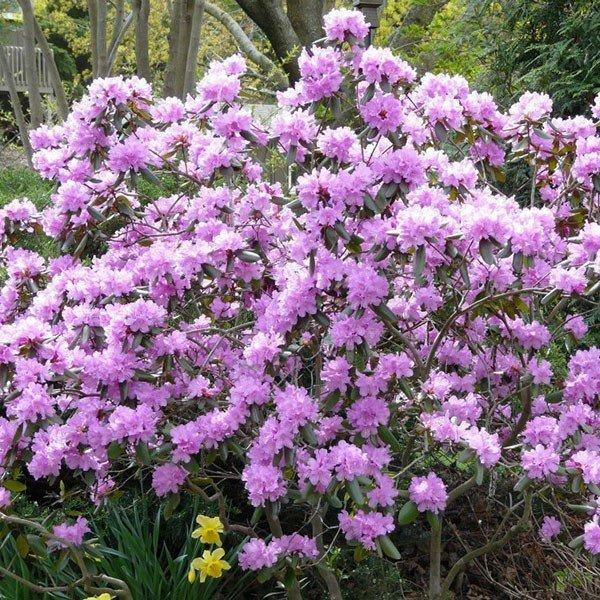 Rhododendron x 'PJM Elite'