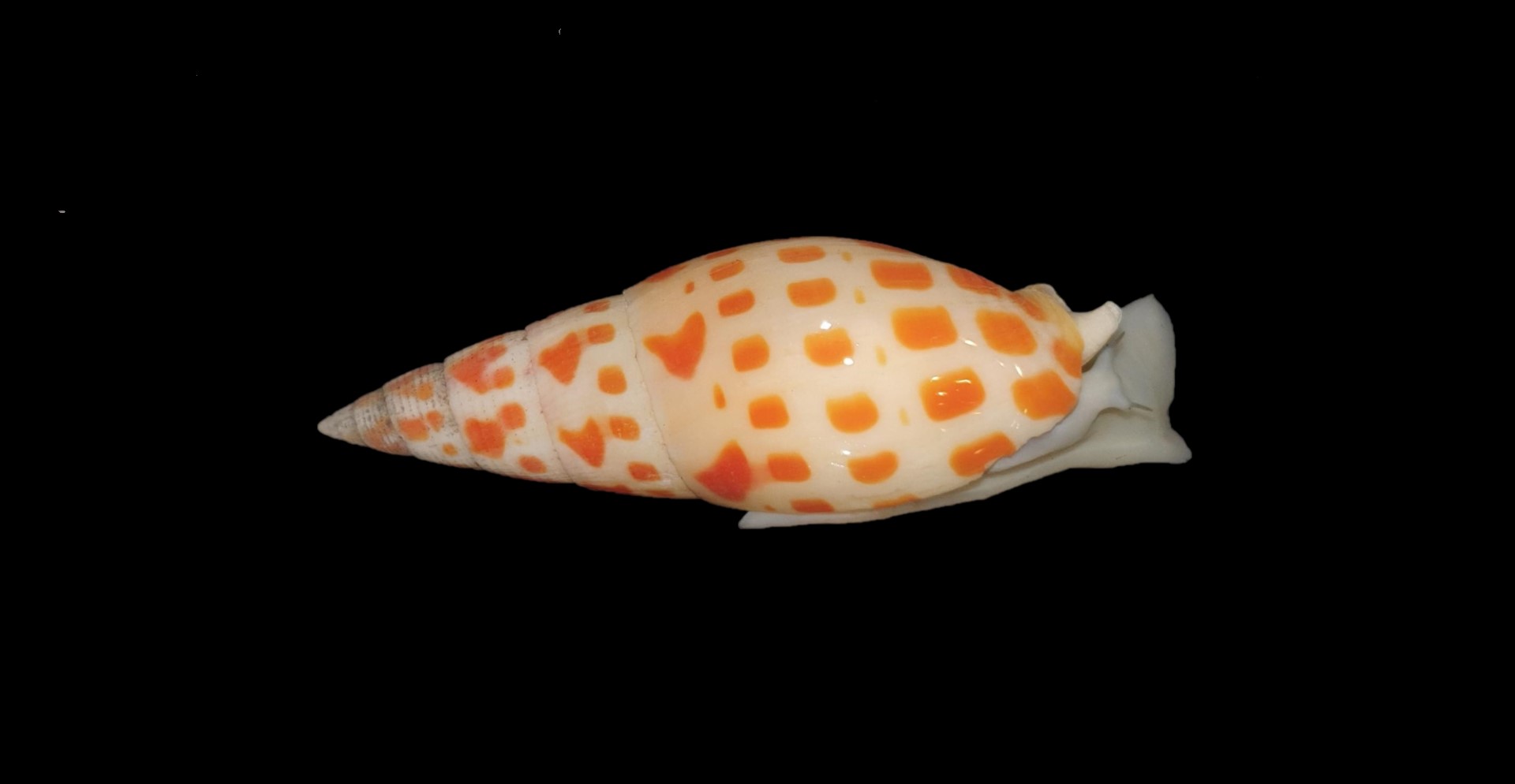 Mitra Mitra Snail (venomous)