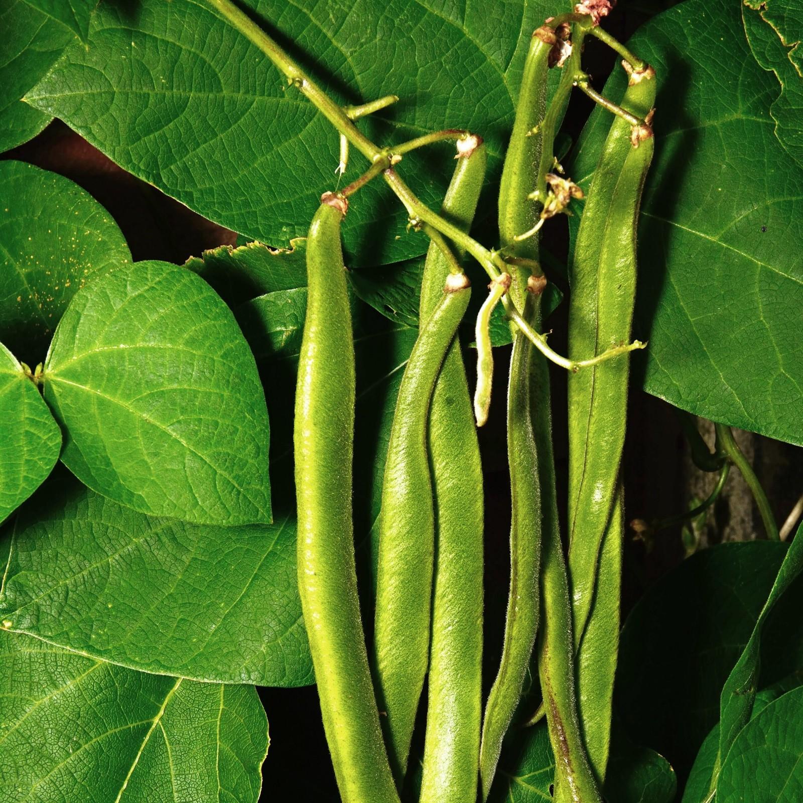 2x Runner Bean 'Firestorm' Plug Plants – Award-Winning, Self-Fertile, Stringless
