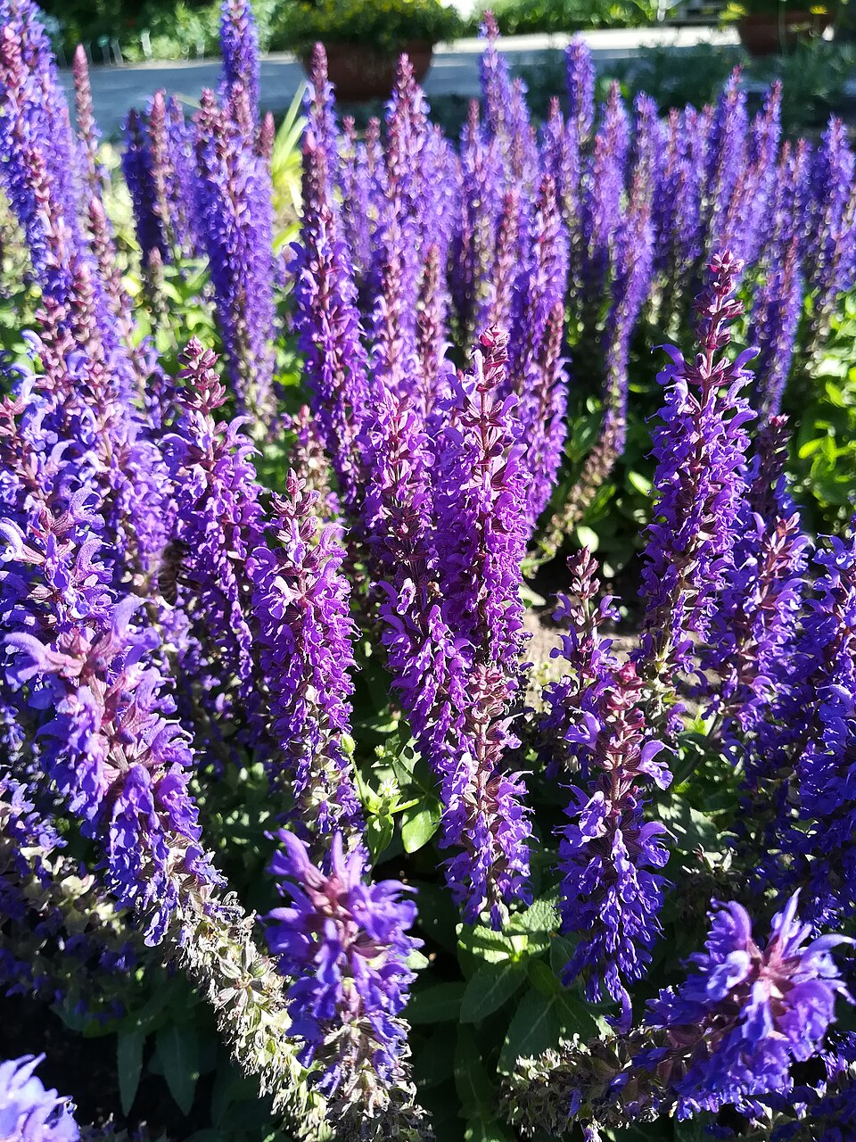 Salvia 'Blue Hill'#1