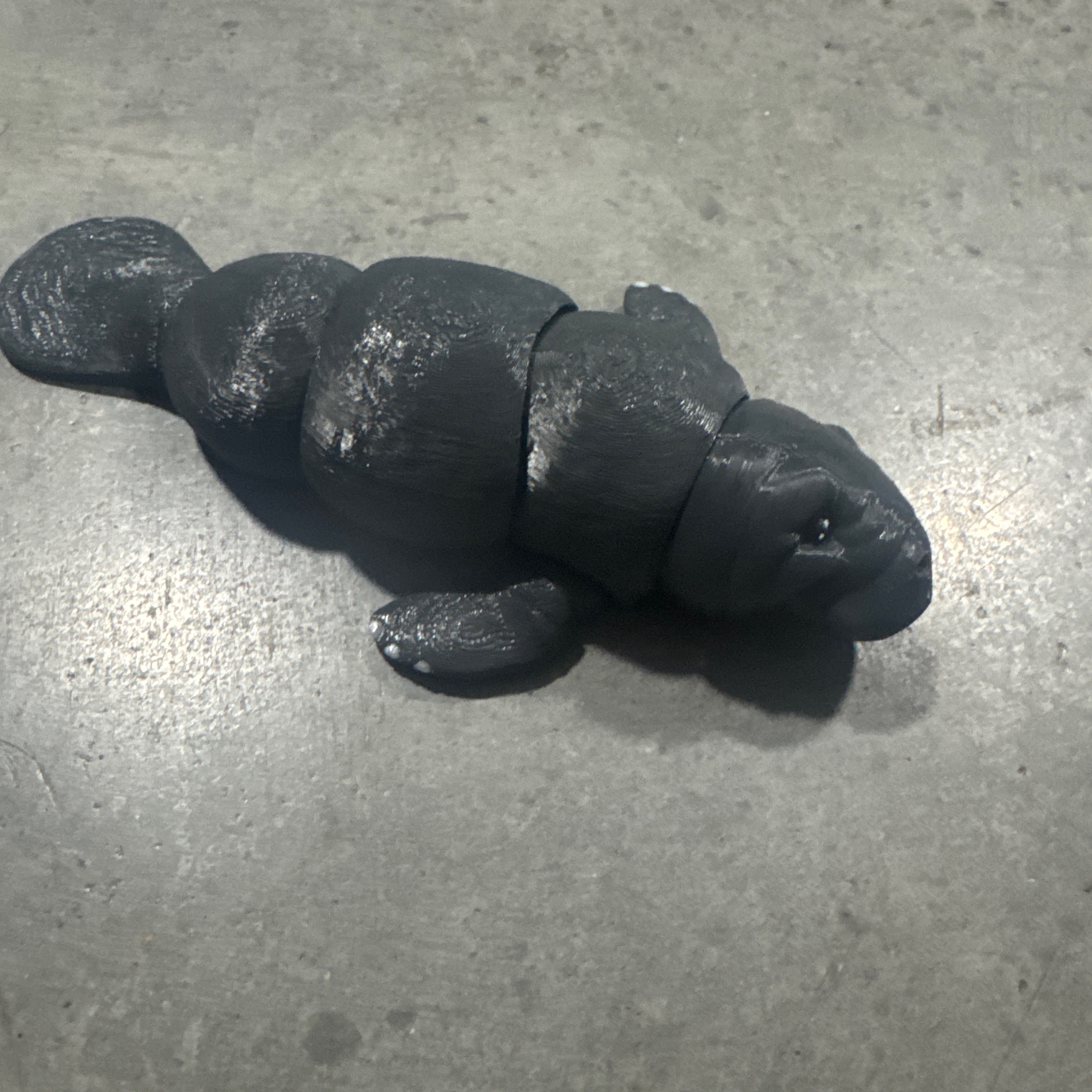 Manatee