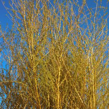 Weeping Willow 5 Gal
