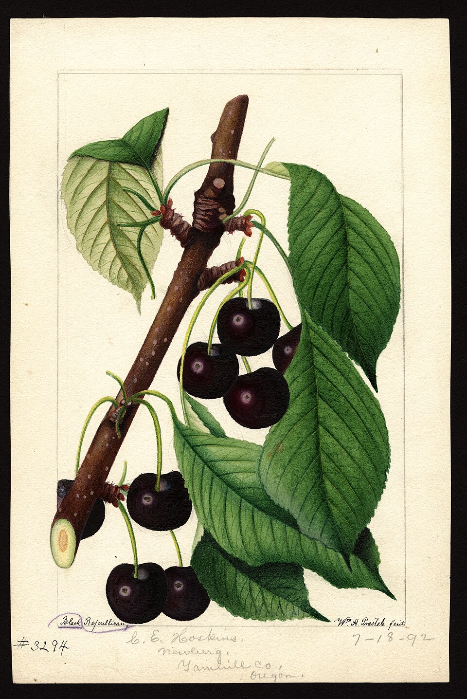 Cherry Semi Dwarf Black Republican