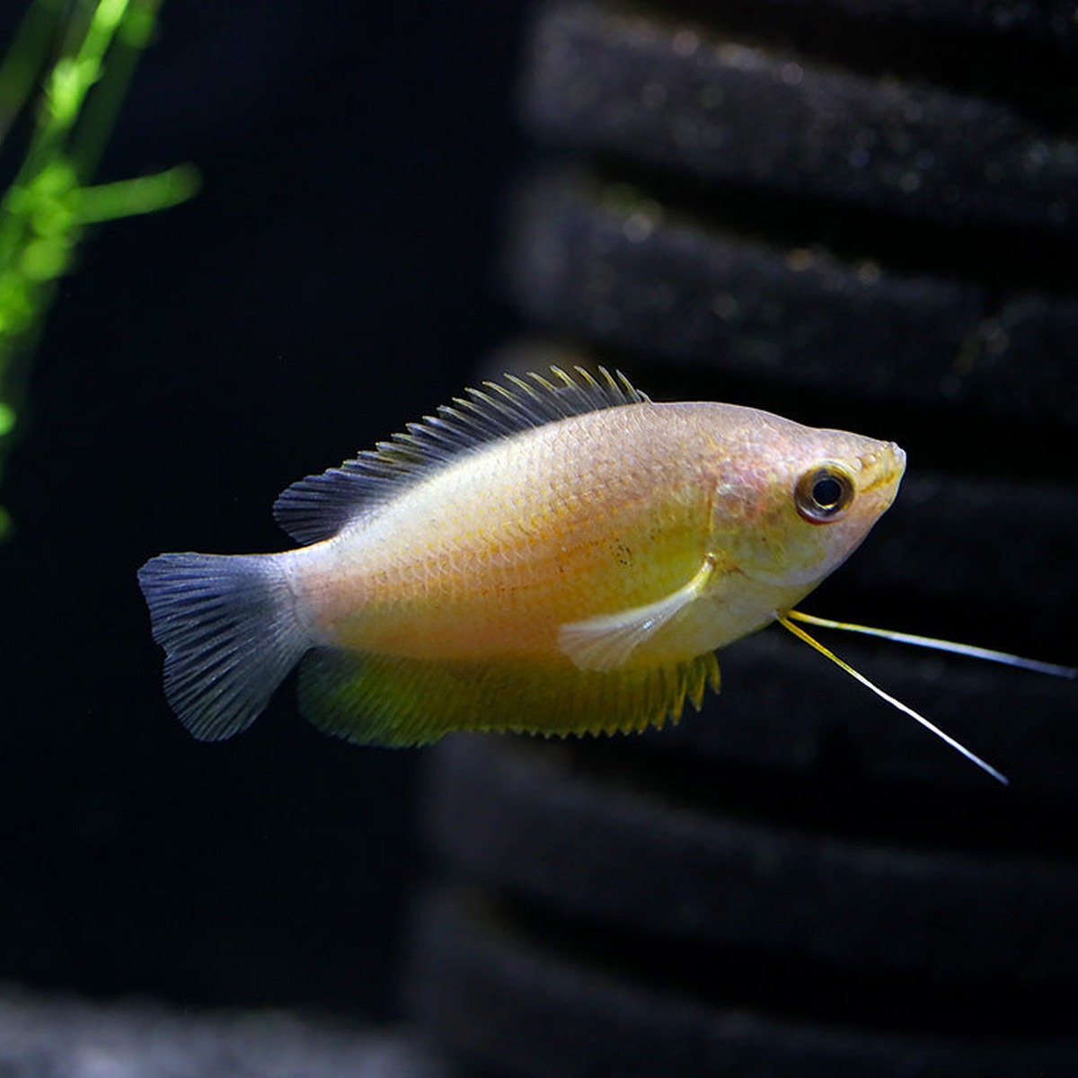 Sunset Thicklip Gourami