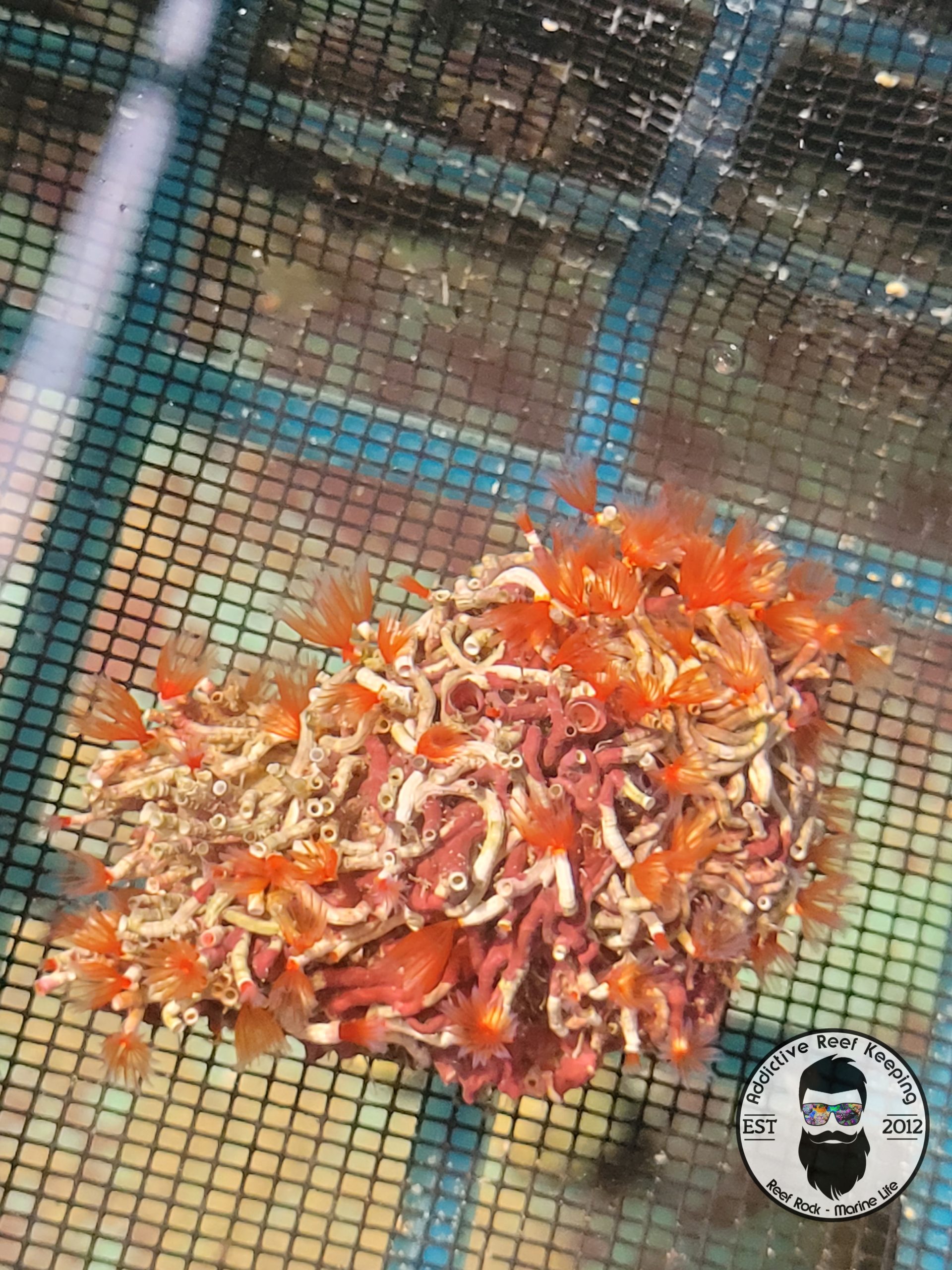 Rare Red Cluster Feather Dusters