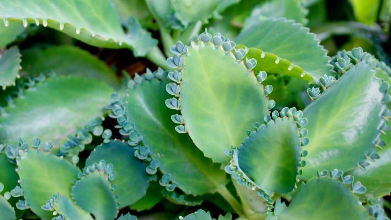 Kalanchoe pinnata(Cathedral Bells/Miracle Leaf - 2x Mini Plug Plants Houseplant