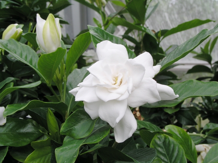 Gardenia Double Mint 3 Gal