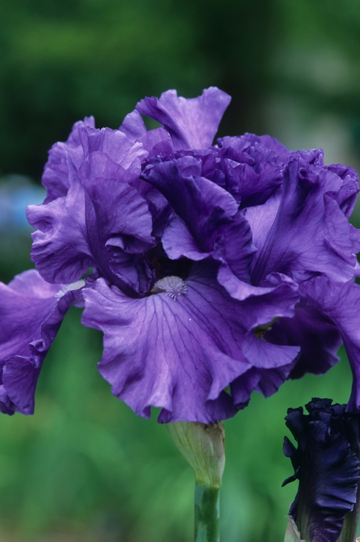 Iris Milky Way 3 Gal
