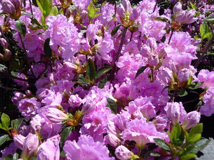 Azalea Red Formosa 3 Gal