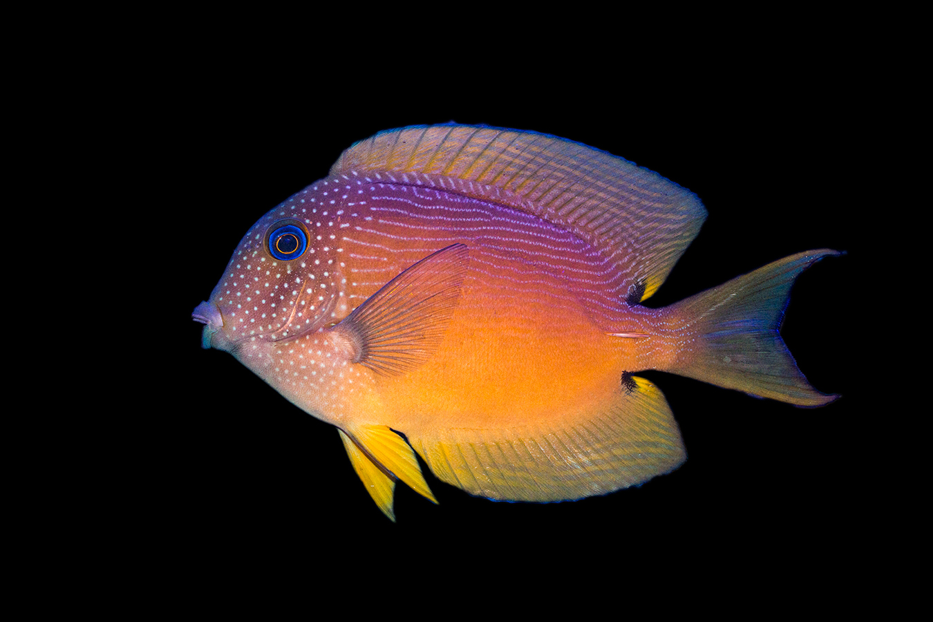 TWO SPOT  BRISTLETOOTH TANG