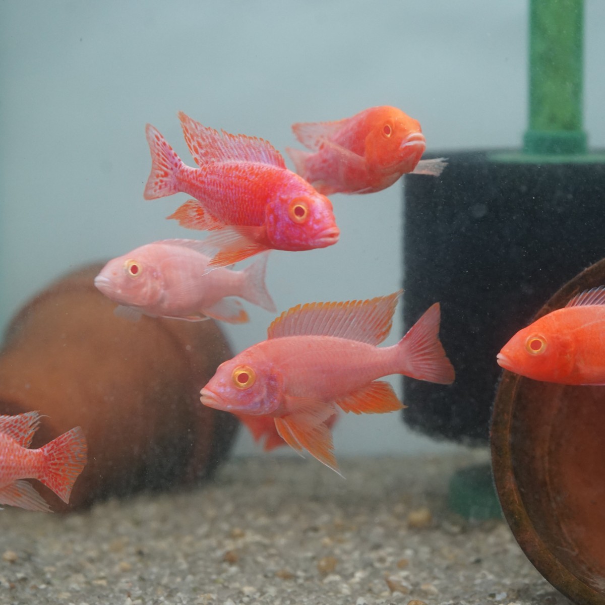 Albino  Red Peacock