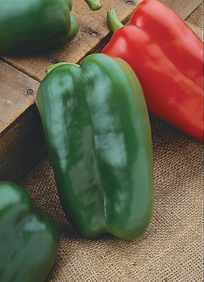 Ornamental Pepper Chilly Chili Quart