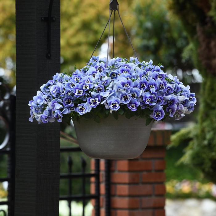 Pansy Top Wave Purple White Quart