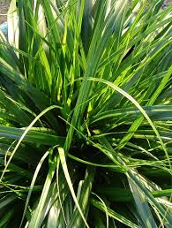 Evercolor Everdi Carex, 4,5"