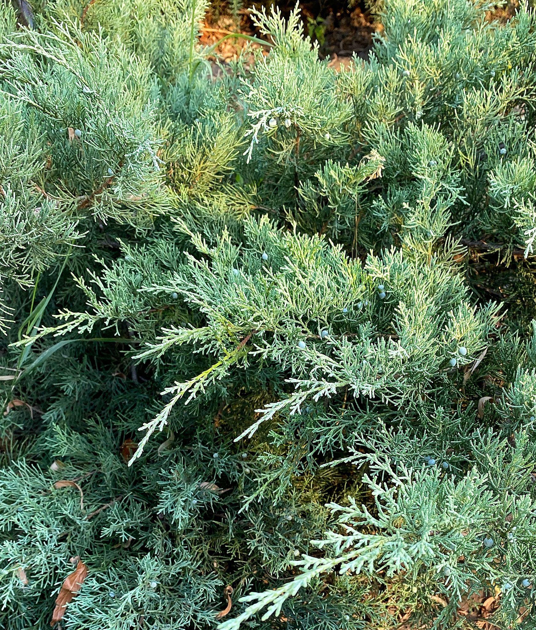 Juniperus chinensis 'Sea Green'