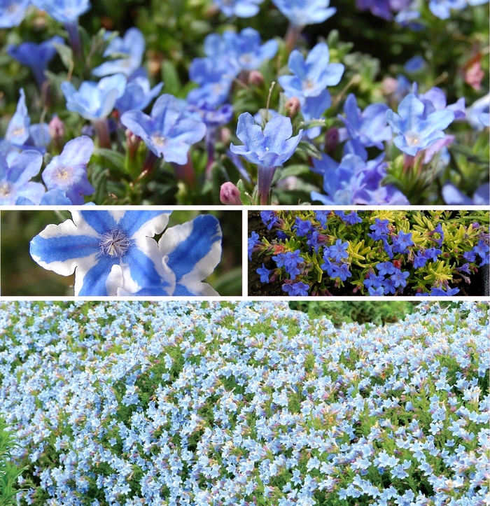 Lithodora Tidepool Blue 6"