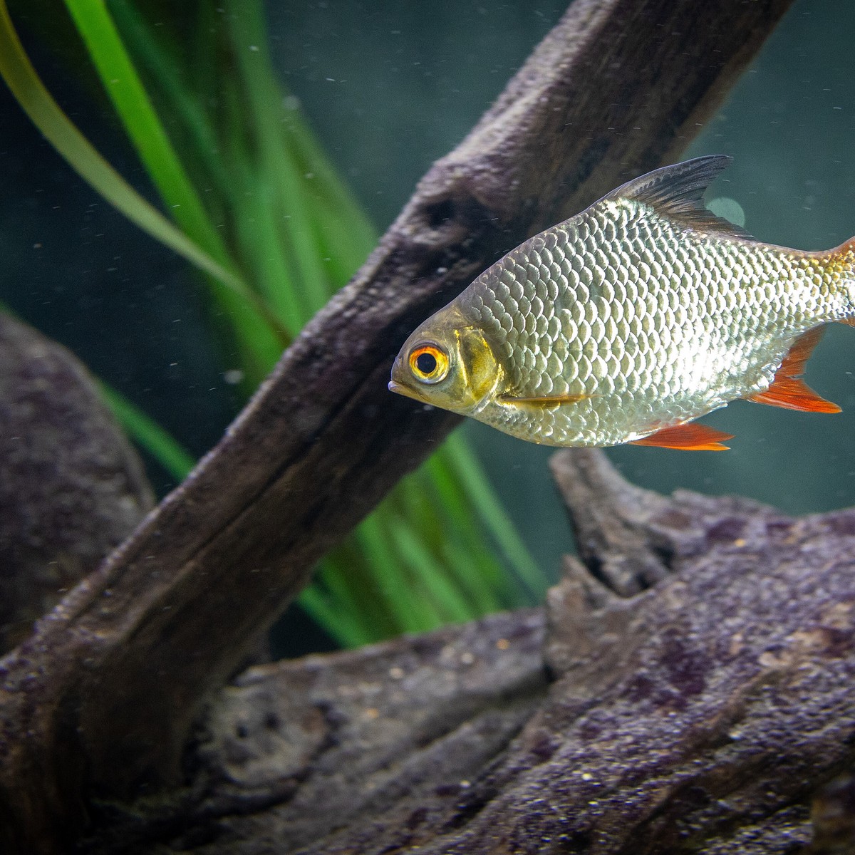 Tin Foil Barb - Large