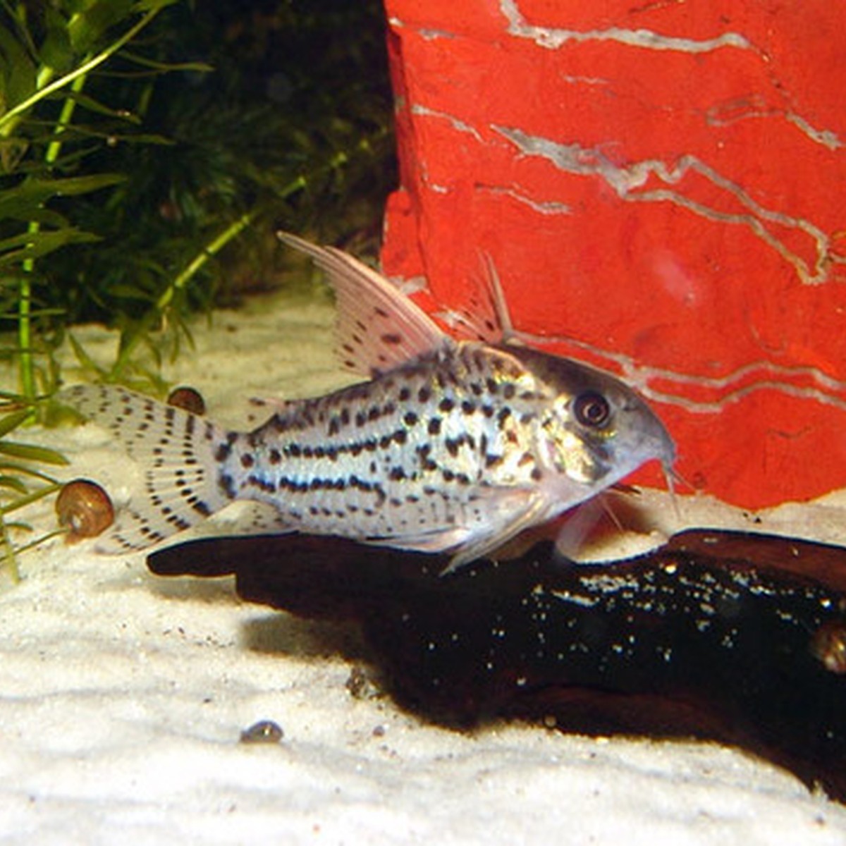 Schwartz Cory