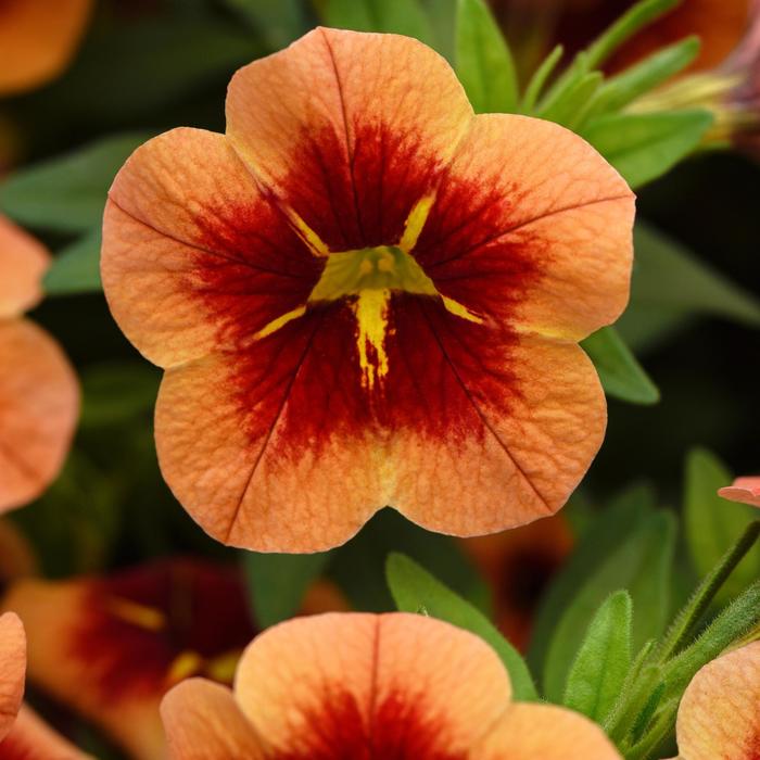 Million Bells Cabaret Bumble Blue Quart