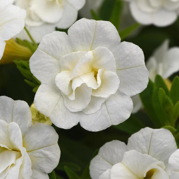 Million Bells Minifamous Double Yellow Quart