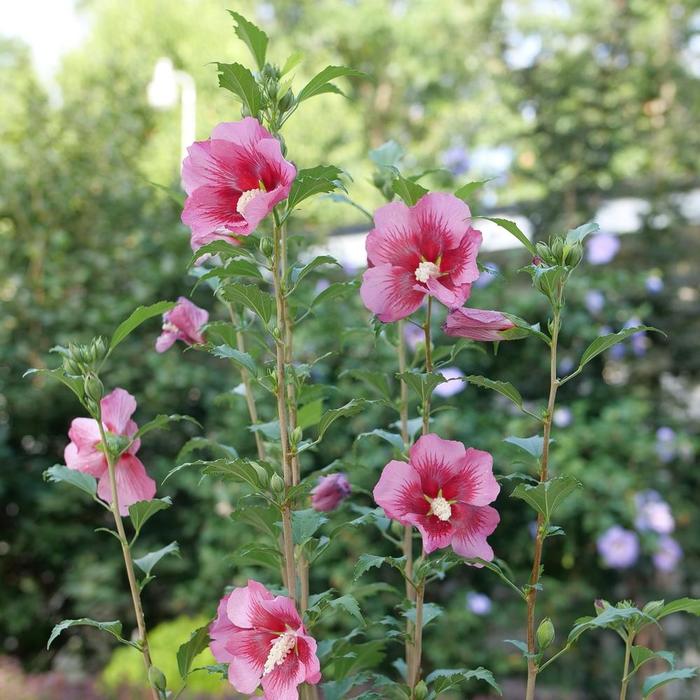 Althea Rose Satin 6 Gal Tree Form