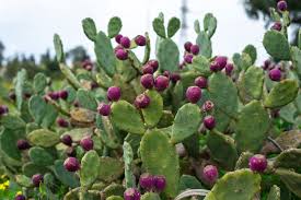 Prickly Pear Cactus