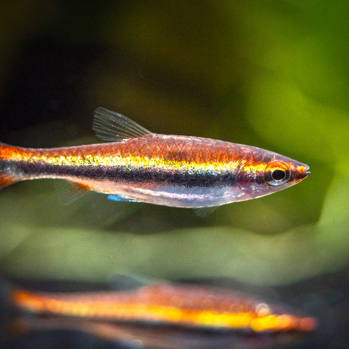 Red Beckfords Pencilfish