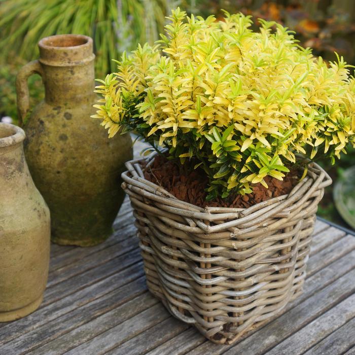 Euonymus Irish Mint 3 Gal