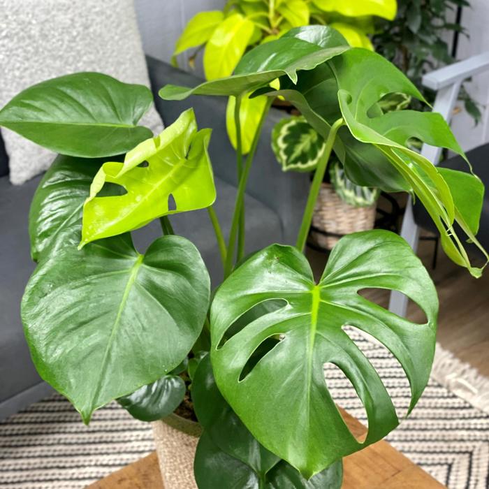 Swiss Cheese Plant 6"