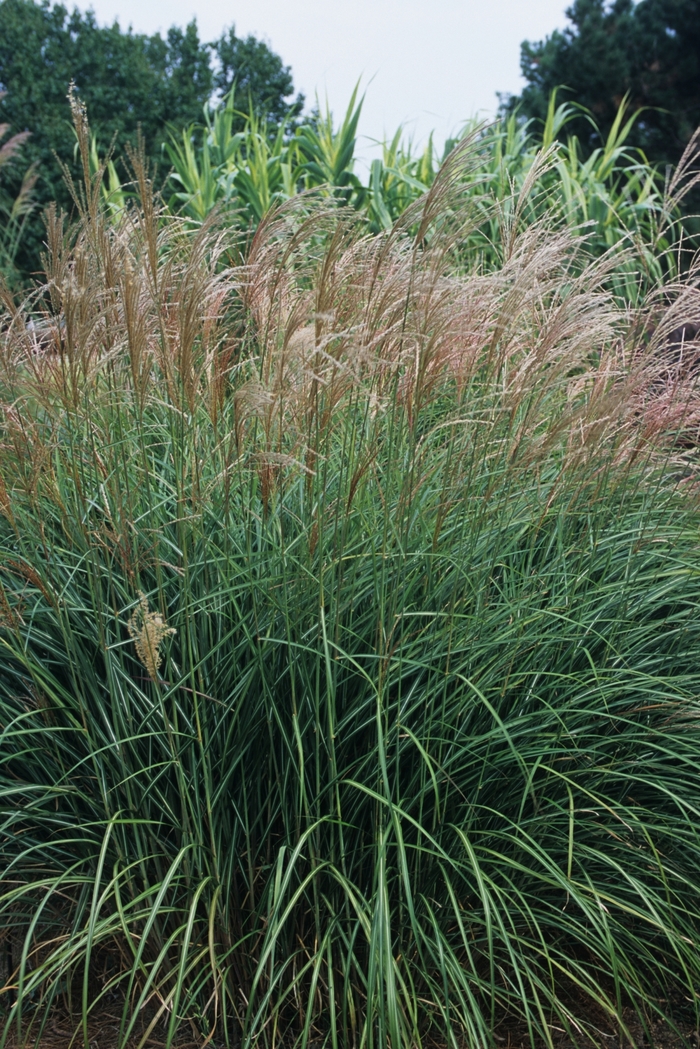 Miscanthus Adagio 3 Gal