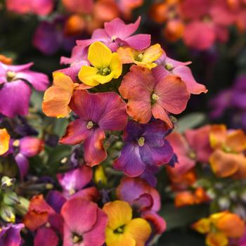 Wallflower Brightside Magenta 6"