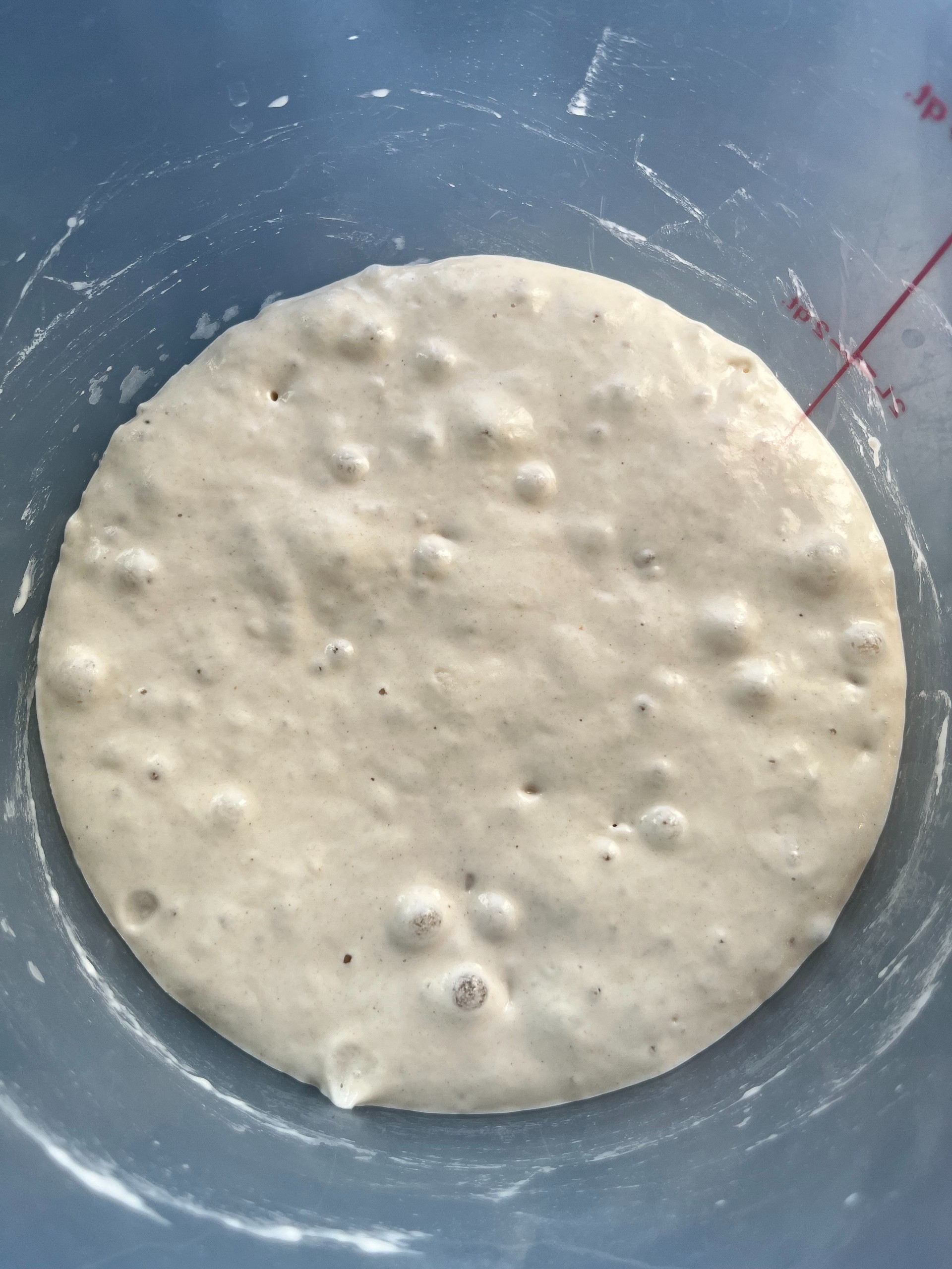 Photo of 100 g Bubbly and Active Starter
