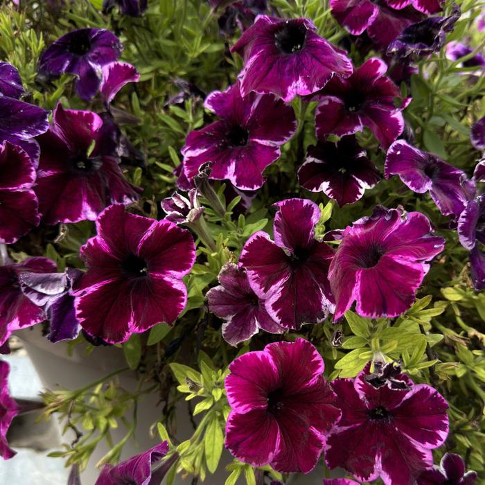 Petunia Crazytunia Cosmic Purple 12" HB