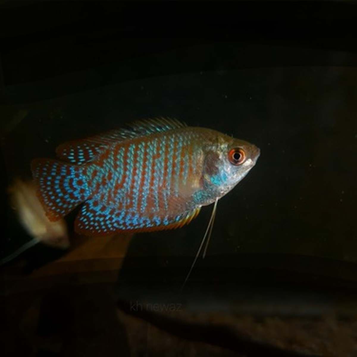 Neon Blue Dwarf Gourami