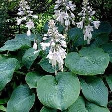 Sieboldiana Hosta, Bare Root