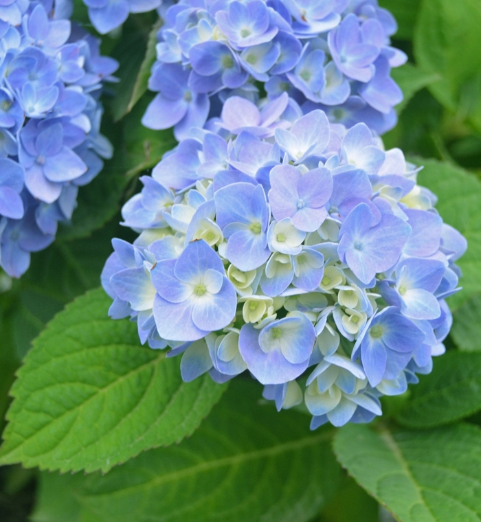 Hydrangea Nikko Repeato 3 Gal