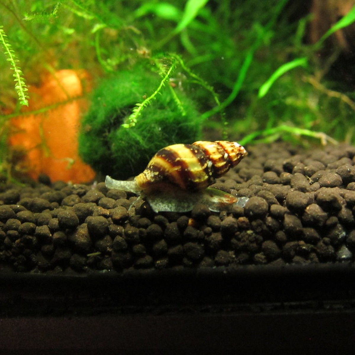 Assassin Snails