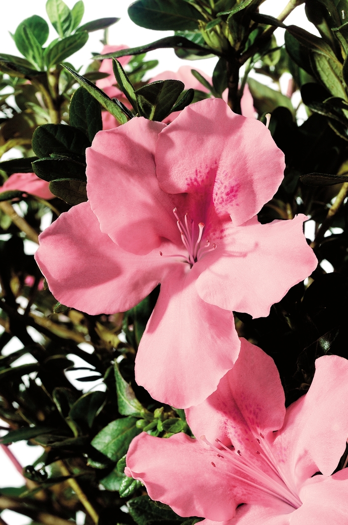 Azalea Encore Autumn Embers 1 Gal