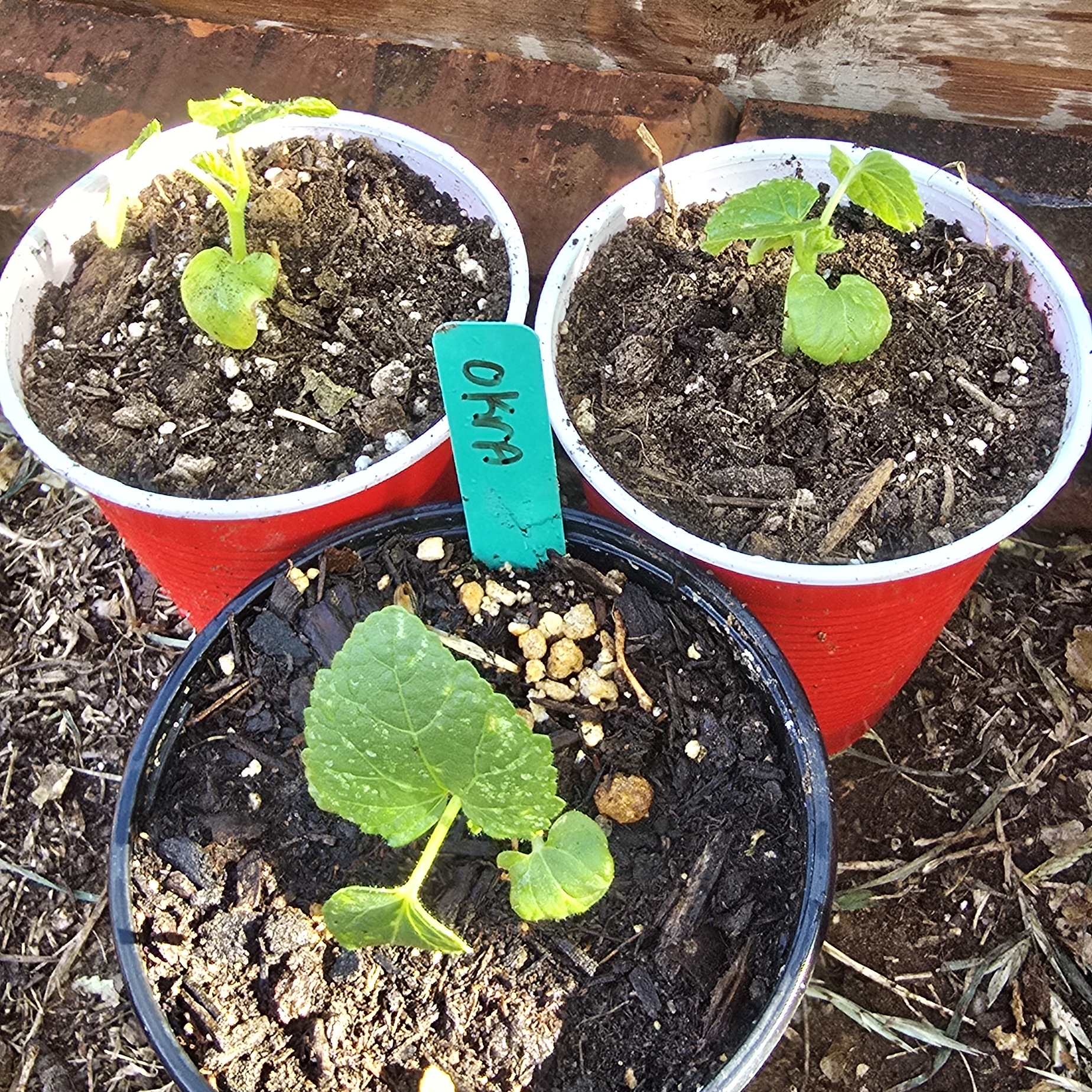 Photo of Okra Seedling