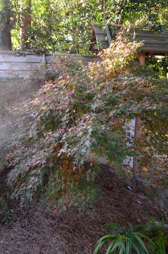 Japanese Maple Dragon Tears 15 Gal