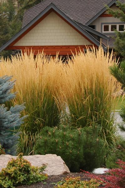 Calamagrostis x acutiflora 'Karl Foerster'